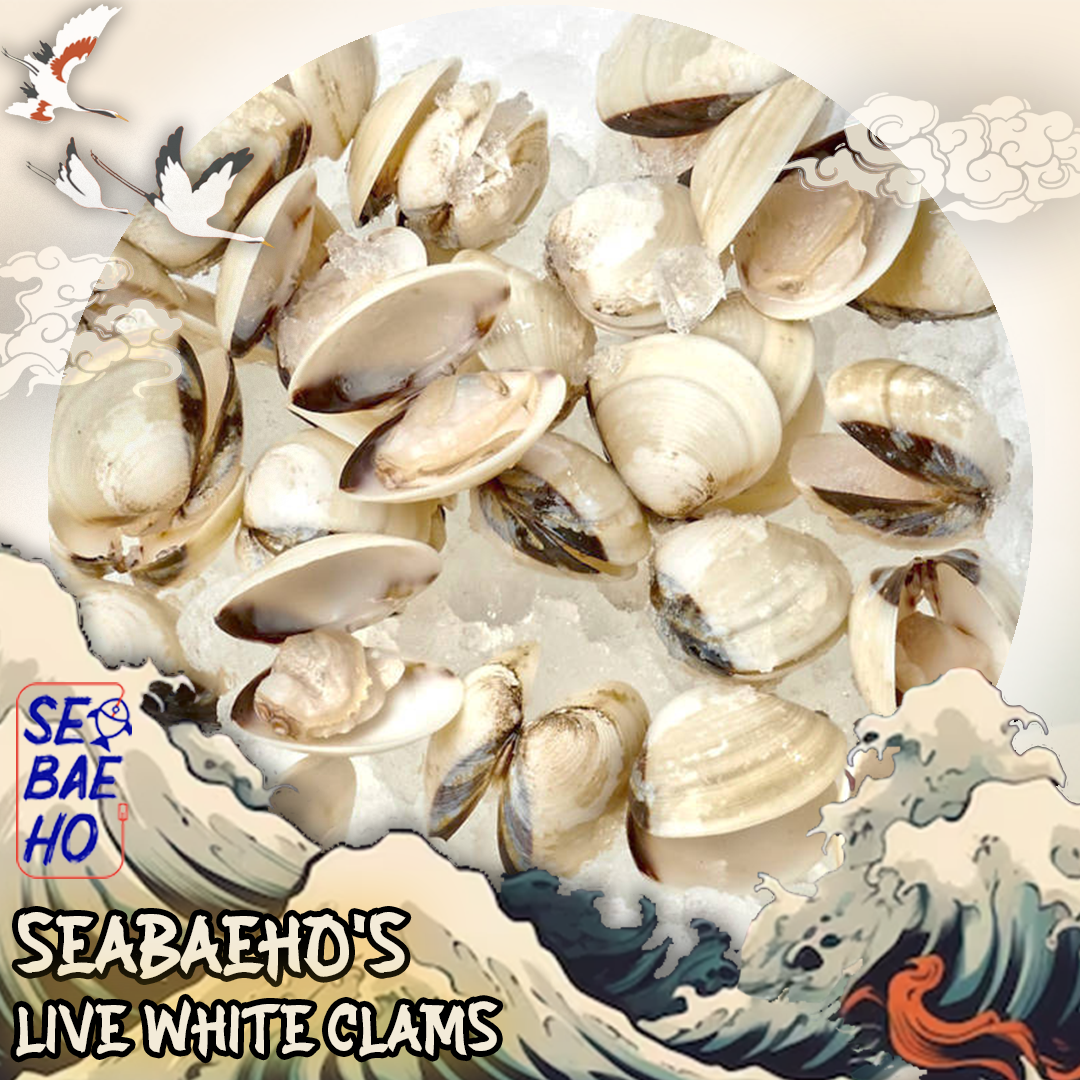 Live White Clams 大头啦啦